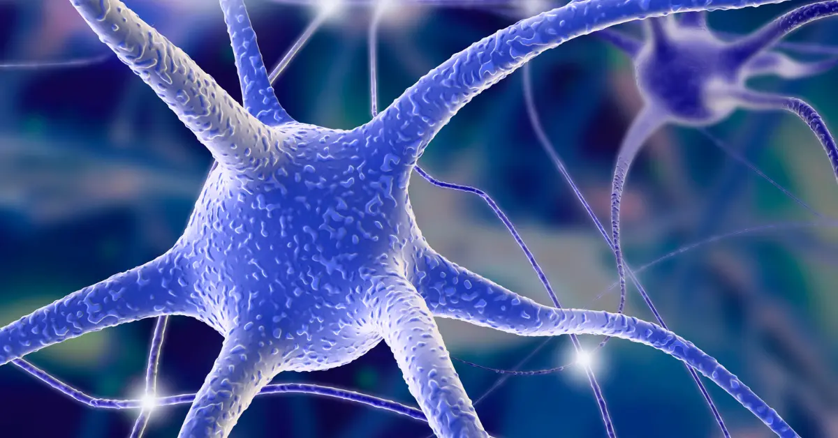 Neurobiologia Neurobiologia